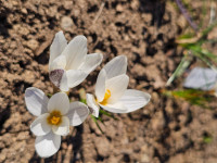 /album/rarity-a-novinky-2026-predjari/crocus-alatavicus3-jpg/